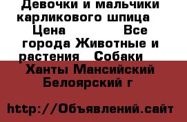 Девочки и мальчики карликового шпица  › Цена ­ 20 000 - Все города Животные и растения » Собаки   . Ханты-Мансийский,Белоярский г.